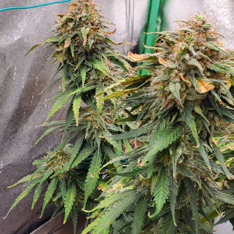 Princess Diane growlog timeline photo