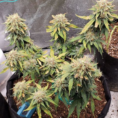 Princess Diane growlog timeline photo