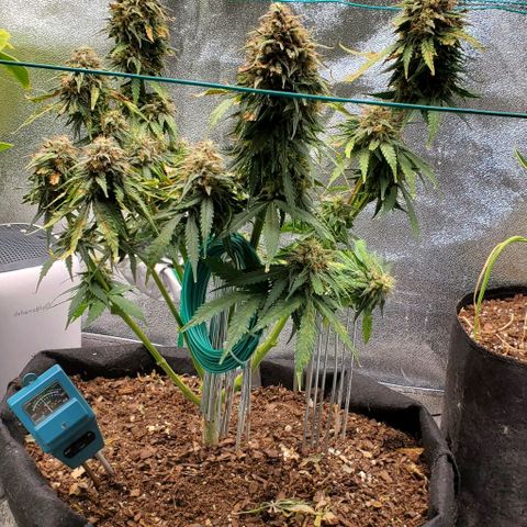 Princess Diane growlog timeline photo