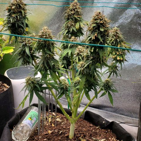 Princess Diane growlog photo: Bulking up