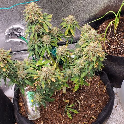Princess Diane growlog photo: Bulking up