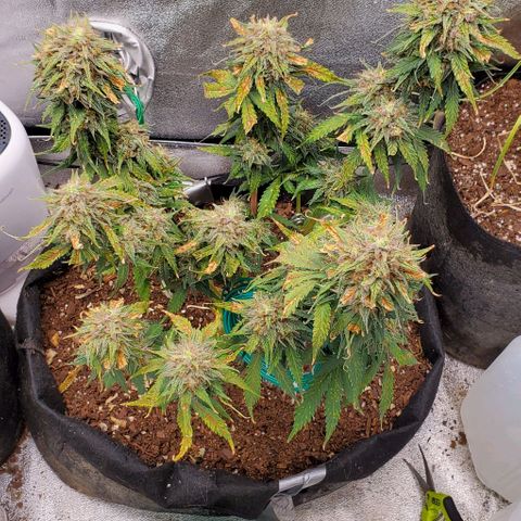 Princess Diane growlog timeline photo