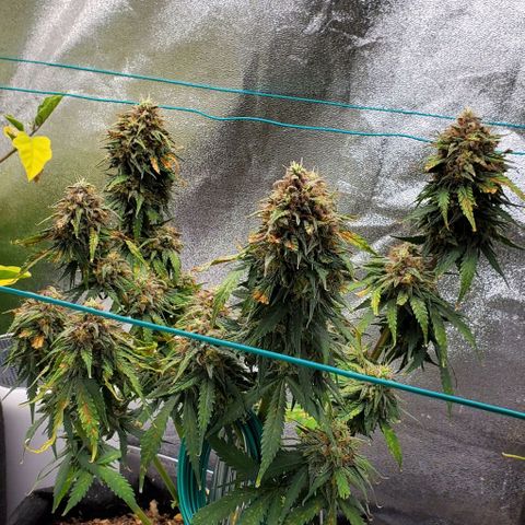Princess Diane growlog timeline photo