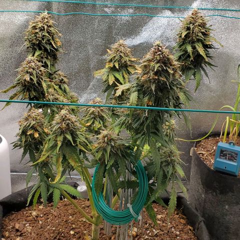 Princess Diane growlog timeline photo