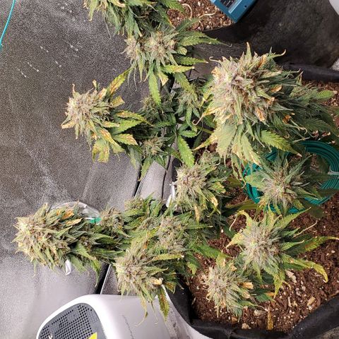 Princess Diane growlog timeline photo