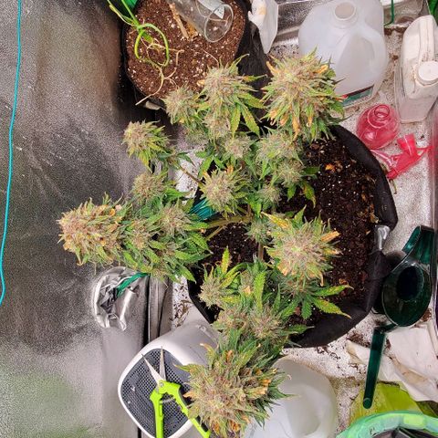 Princess Diane growlog timeline photo