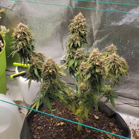Princess Diane growlog timeline photo