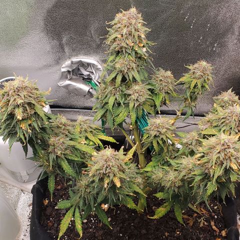 Princess Diane growlog timeline photo