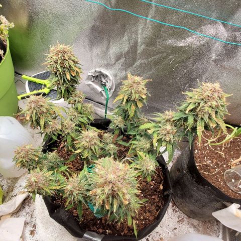 Princess Diane growlog timeline photo