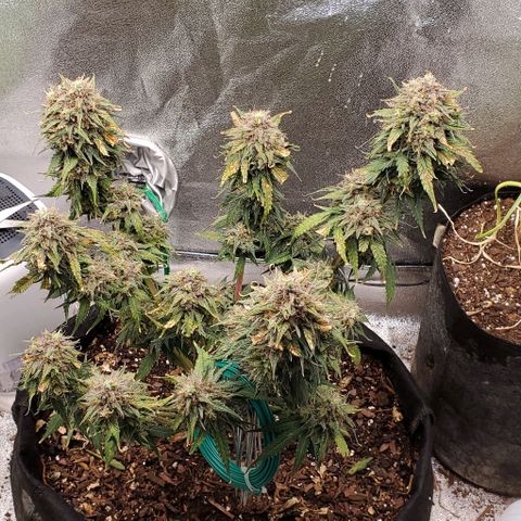Princess Diane growlog timeline photo