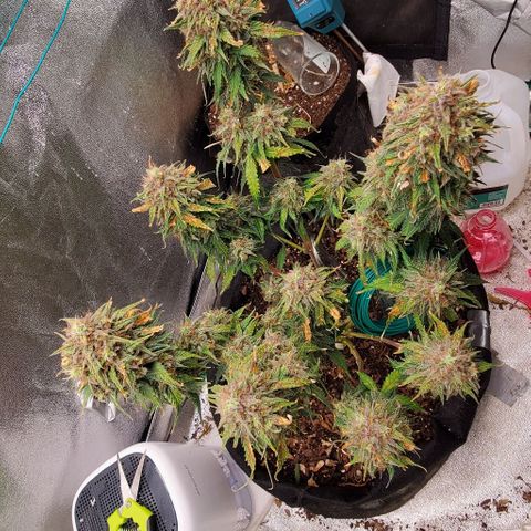 Princess Diane growlog timeline photo