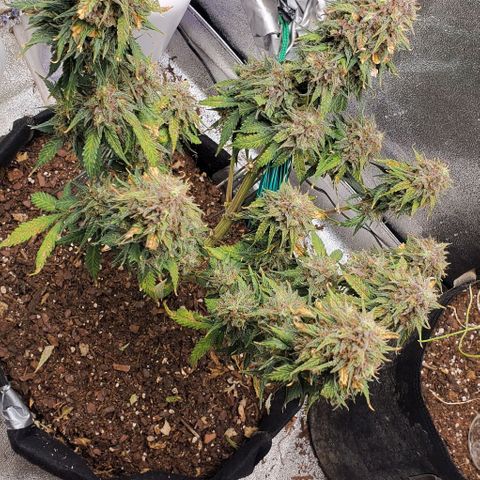 Princess Diane growlog timeline photo