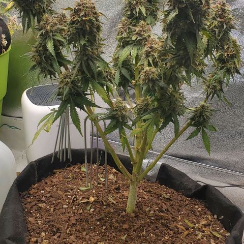 Princess Diane growlog timeline photo