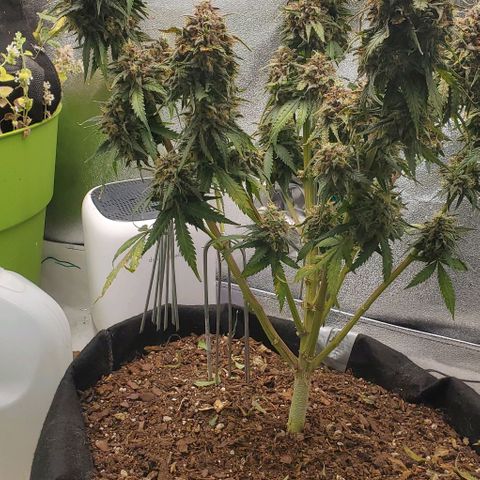 Princess Diane growlog timeline photo