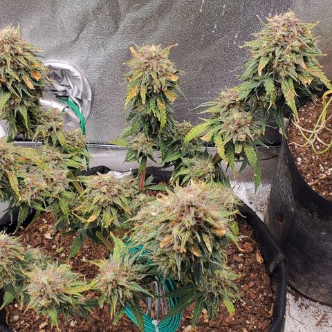 Princess Diane growlog timeline photo