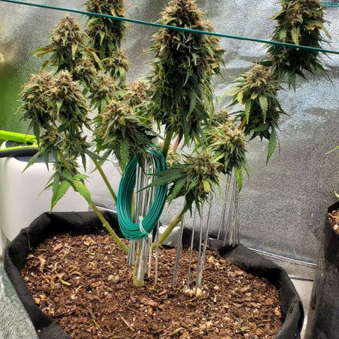 Princess Diane growlog timeline photo