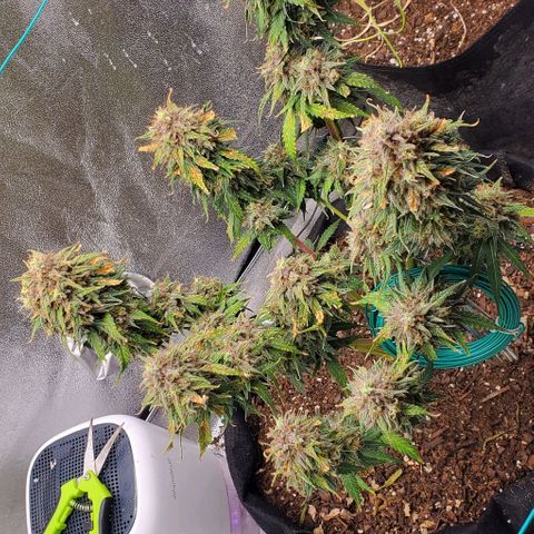 Princess Diane growlog timeline photo