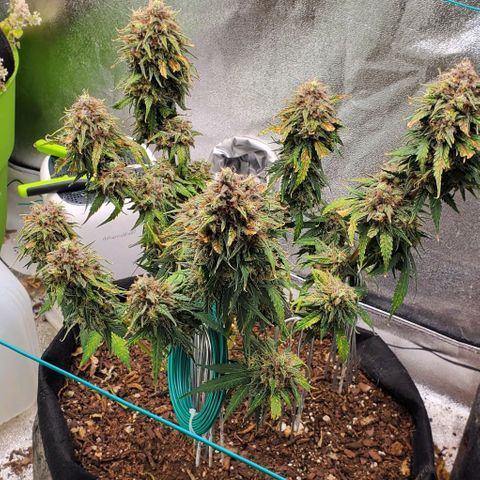 Princess Diane growlog timeline photo
