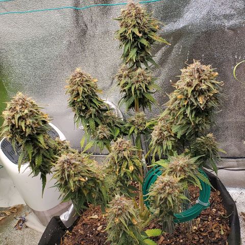 Princess Diane growlog timeline photo