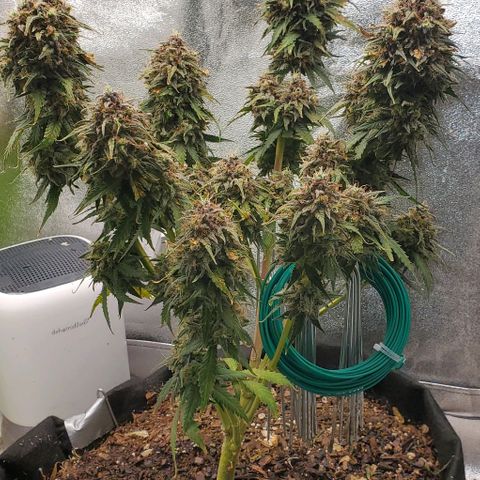 Princess Diane growlog timeline photo
