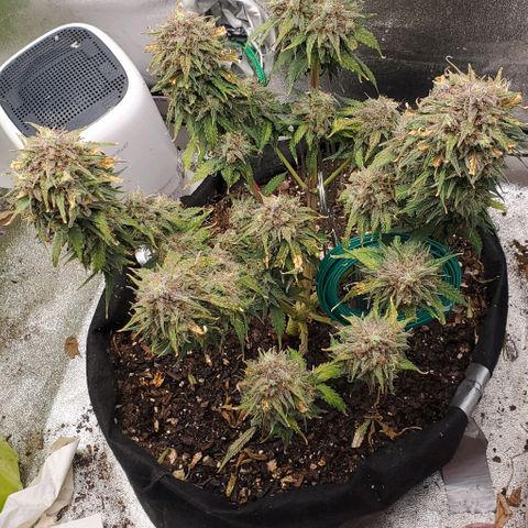 Princess Diane growlog timeline photo