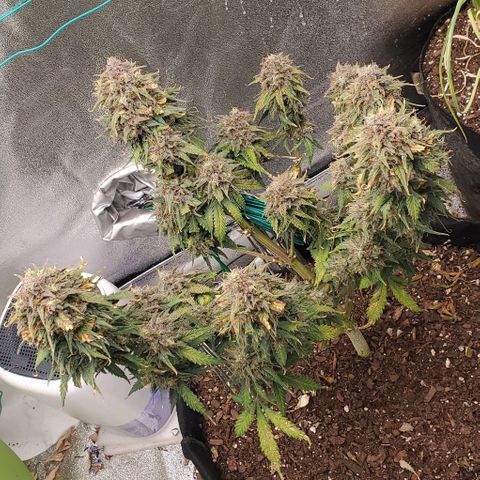 Princess Diane growlog timeline photo