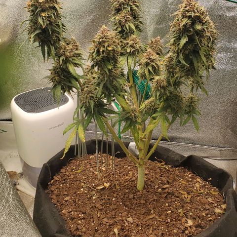 Princess Diane growlog timeline photo