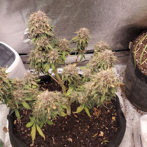 Princess Diane growlog timeline photo