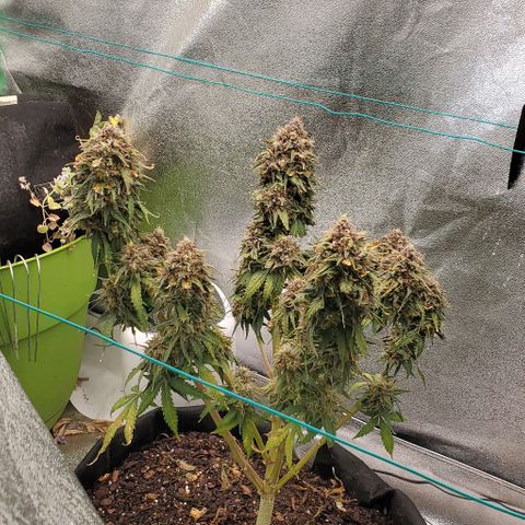 Princess Diane growlog timeline photo