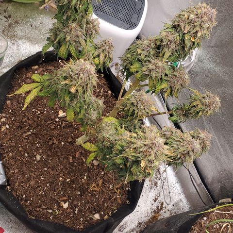 Princess Diane growlog timeline photo