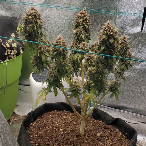 Princess Diane growlog timeline photo