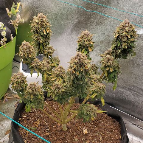 Princess Diane growlog timeline photo