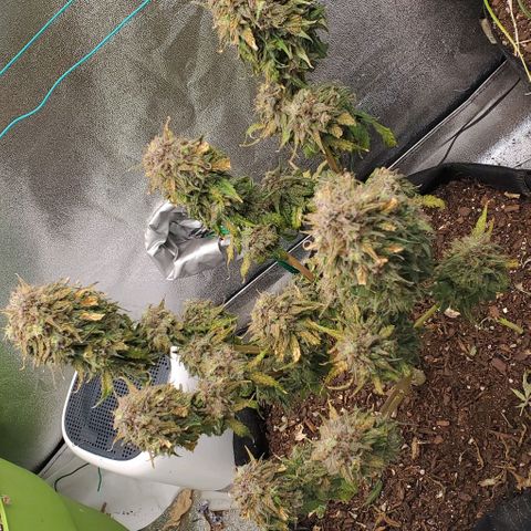 Princess Diane growlog timeline photo