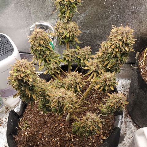 Princess Diane growlog timeline photo