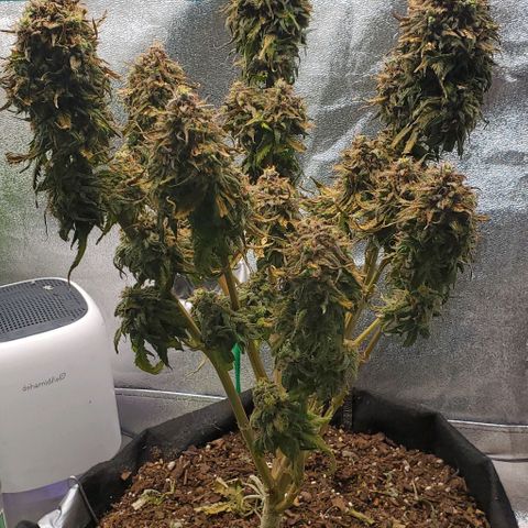 Princess Diane growlog timeline photo