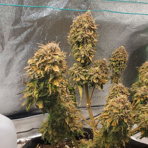 Princess Diane growlog photo: Chop day! Would've ran another week or so, but she's ready. 
Thank you for the experience! 