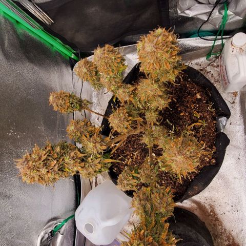 Princess Diane growlog photo: Chop day! Would've ran another week or so, but she's ready. 
Thank you for the experience! 