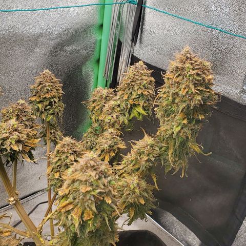 Princess Diane growlog photo: Chop day! Would've ran another week or so, but she's ready. 
Thank you for the experience! 