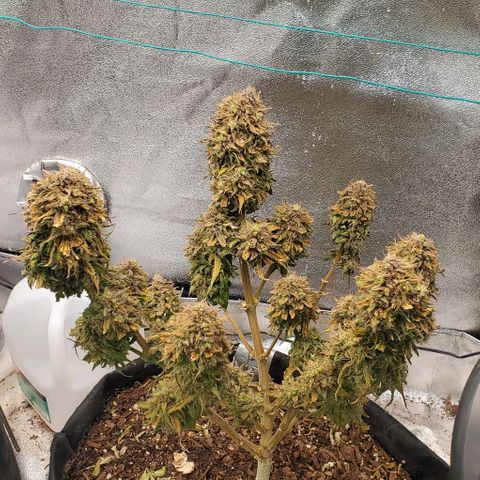 Princess Diane growlog photo: Chop day! Would've ran another week or so, but she's ready. 
Thank you for the experience! 