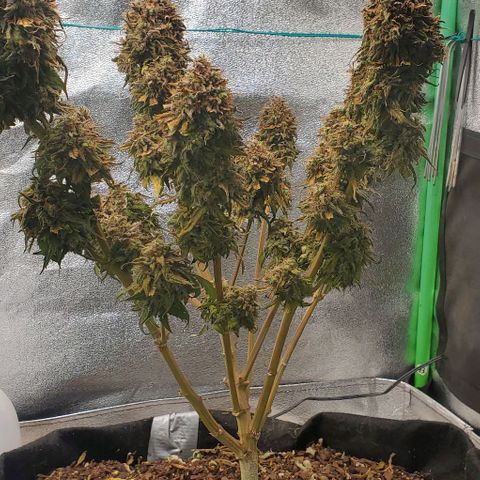 Princess Diane growlog photo: Chop day! Would've ran another week or so, but she's ready. 
Thank you for the experience! 