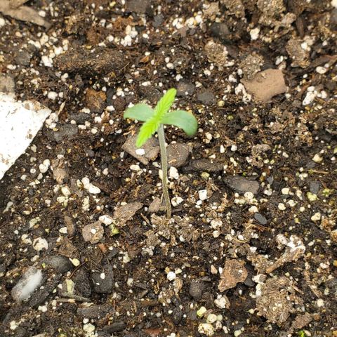 Lofty Moose growlog timeline photo