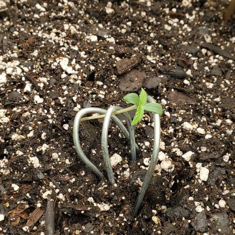 Lofty Moose growlog timeline photo