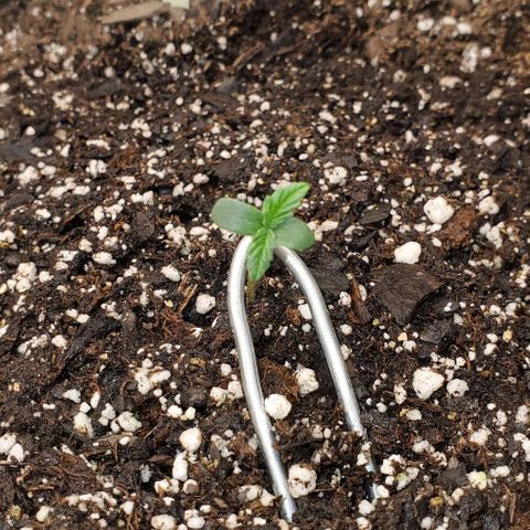 Liz Lemon growlog timeline photo