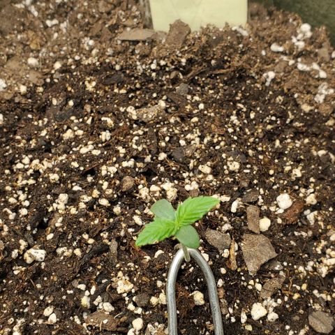 Liz Lemon growlog timeline photo