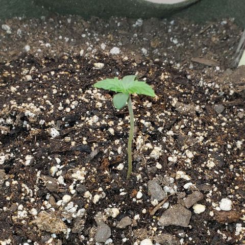 Liz Lemon growlog timeline photo