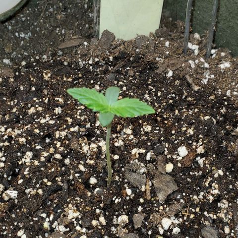 Liz Lemon growlog timeline photo