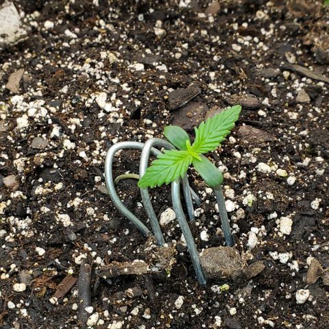 Lofty Moose growlog timeline photo