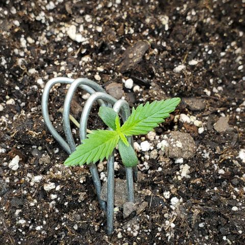 Lofty Moose growlog timeline photo