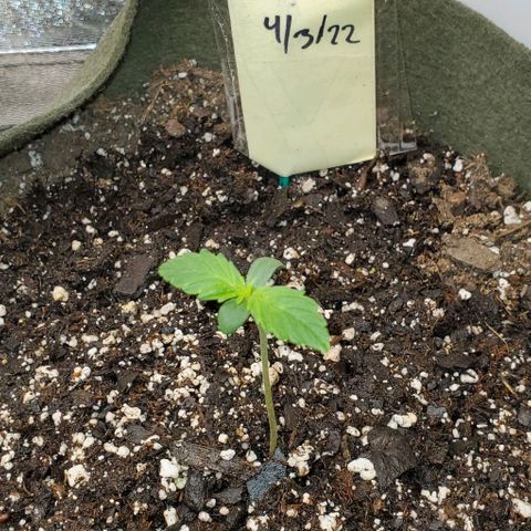 Liz Lemon growlog timeline photo