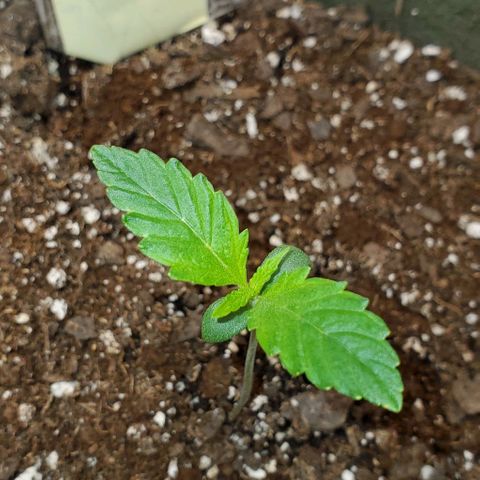 Liz Lemon growlog timeline photo